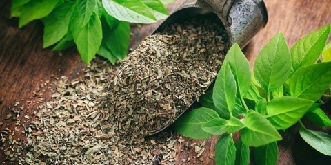 Kako pravilno sušiti bosiljak za zimu u sušilici i drugim uređajima